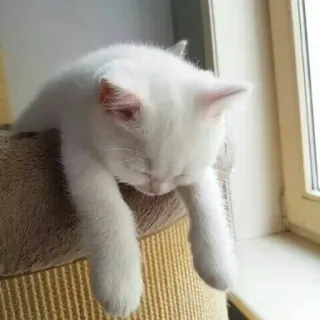 😴 gatto, dormire, bianco, animale, carino, animale domestico telegram sticker