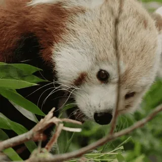 🌳 Panda rosso, Animale, Carino, Mammifero, Natura telegram sticker