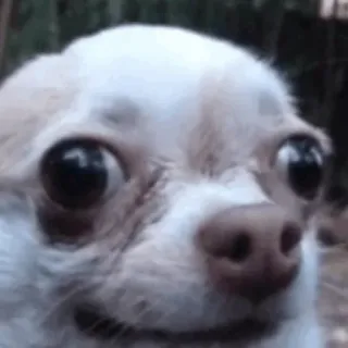 😐 dog, chihuahua, meme, funny, animal, pet telegram sticker