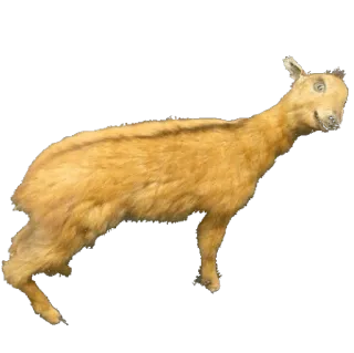 🐏 chèvre, animal, mammifère, animal domestique whatsapp sticker