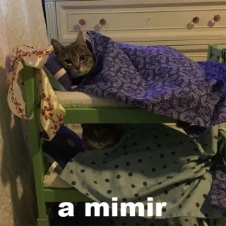 🛌 a mimir chat, sommeil, mignon, animal, lit telegram sticker