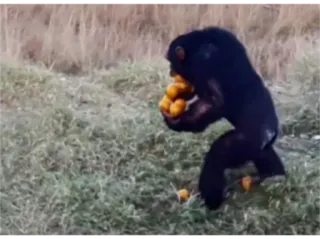 🍊 chimpansee, aap, dier, fruit, natuur, wilde dieren whatsapp sticker