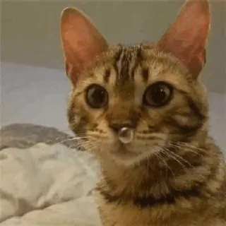 🐱 gatto, animale, animale domestico, gatto domestico, mammifero, felino telegram sticker