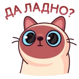 Котик Веня от @TgSticker telegram stickers