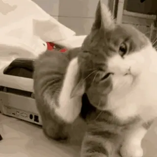 🐱 rabbit, cute, animal, bunny, pet, domestic animal, scratching whatsapp sticker