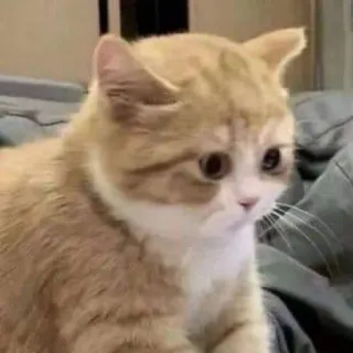 🙁 cat, animal, pet, cute, domestic, feline telegram sticker