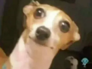 😐 hond, chihuahua, grappig, schattig, huisdier, dier telegram sticker