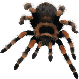 🕷 tarantula, spin, arachnide, insect, dier, natuur, oranje, zwart telegram sticker