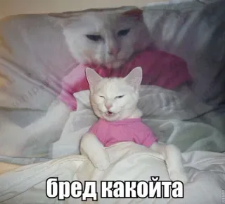 🤔 бред какойта cat, meme, funny, animal, russian, shirt telegram sticker