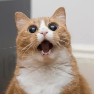 😮 cat, shocked, surprised, open mouth, orange cat, animal telegram sticker