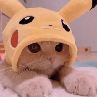 🍡 Pikachu chat, pikachu, animal, mignon, pokemon, animal de compagnie, chapeau whatsapp sticker