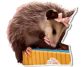 😳 オポッサム, 可愛い, 動物, リボン, ドーナツ telegram sticker