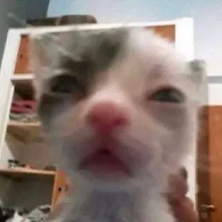 😟 cat, kitten, animal, pet, cute telegram sticker