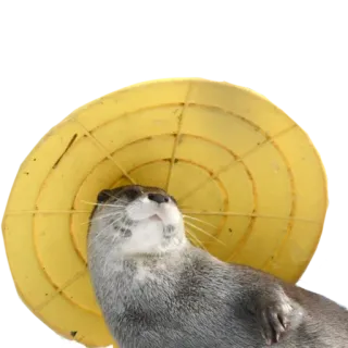 👒 выдра, животное, милый, млекопитающее, дикая природа, вода telegram sticker