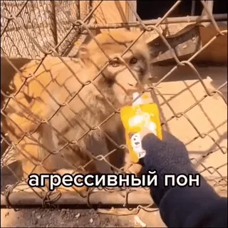 😡 агрессивный пон ลิง, สัตว์, กรง, ความก้าวร้าว, น้ำผลไม้ telegram sticker