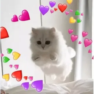❤ 고양이, 하트, 귀여운, 동물, 스티커, 흰색, 사랑, 애완동물 telegram sticker