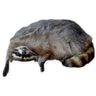 💤 raccoon, animal, cute, mammal telegram sticker