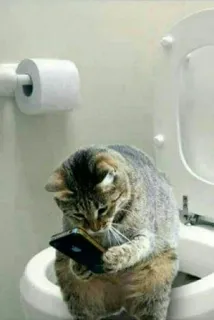 🌚 gato, váter, teléfono, animal, divertido, meme telegram sticker