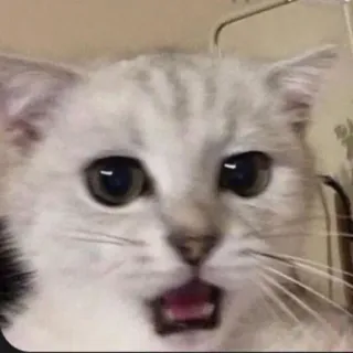 😨 cat, animal, meme, shocked, cute, funny whatsapp sticker
