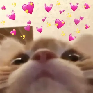 💖 cat, hearts, love, cute, animal telegram sticker
