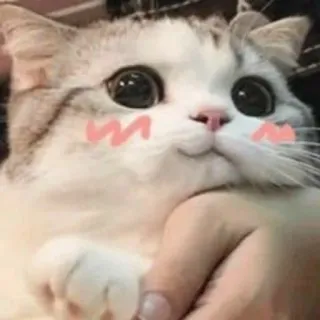 😅 猫, 可愛い, 動物, ペット, カワイイ, ステッカー telegram sticker