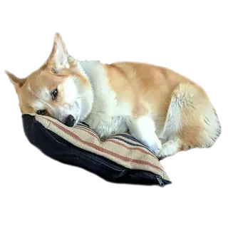 😒 perro, corgi, animal, mascota, lindo, acostado, almohada whatsapp sticker