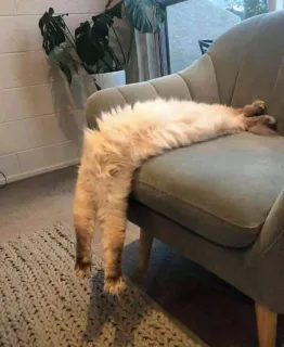 ☠ cat, stretched cat, funny, animal, furniture, domestic animal, pet telegram sticker