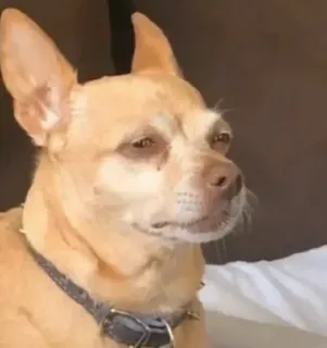🐾 Hund, Chihuahua, Tier, Haustier, süß, Meme, lustig telegram sticker