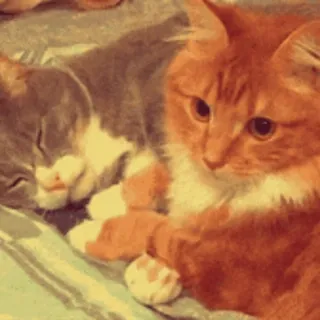 😽 chat, chats, animal de compagnie, animaux, dormir, mignon, animaux domestiques telegram sticker