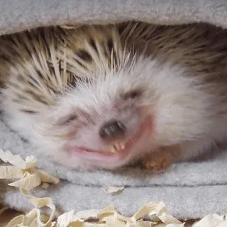 😄 egel, dier, schattig, glimlachend, huisdier telegram sticker