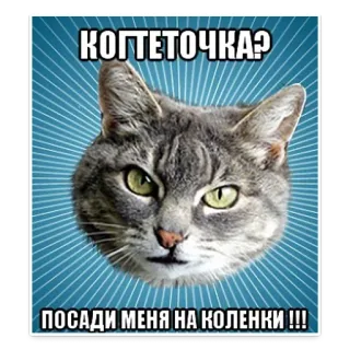 😕 КОГТЕТОЧКА?
ПОСАДИ МЕНЯ НА КОЛЕНКИ !!! gato, meme, divertido, animal, mascota, petición telegram sticker