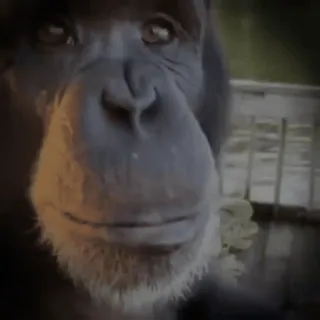 🐵 chimpanzee, ape, primate, animal, wildlife, mammal whatsapp sticker