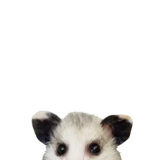 😦 Opossum, Tier, Beuteltier, süß, Wildtier whatsapp sticker