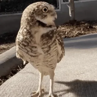 🦉 cú mèo, chim, động vật, động vật hoang dã, thiên nhiên telegram sticker