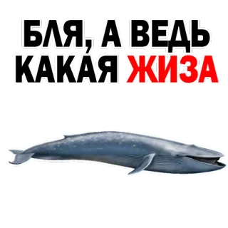 😍 БЛЯ, А ВЕДЬ КАКАЯ ЖИЗА paus, binatang, laut, rusia, teks telegram sticker