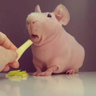 🤪 cavia, cavia senza pelo, skinny pig, animale, animale domestico, cibo, carino whatsapp sticker