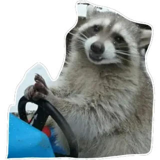 🚙 Waschbär, Autofahren, Auto, Tier, lustig telegram sticker