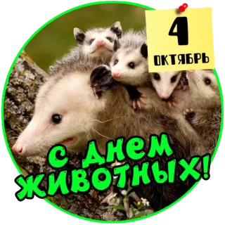 🦝 С днем животных!
4
Октябрь 주머니쥐, 동물, 축하, 10월, 야생 동물, 자연, 귀여운 telegram sticker