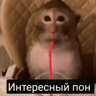 🧐 Интересный пон scimmia, bevendo, cannuccia, animale telegram sticker