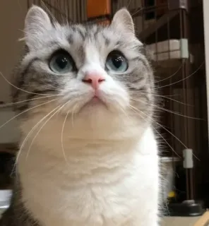 🙄 cat, cute, animal, domestic, pet whatsapp sticker