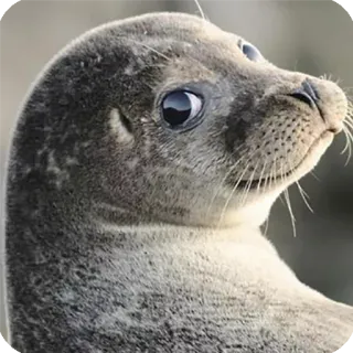 👀 foca, animale, fauna selvatica, mammifero marino, carino, oceano, mare telegram sticker