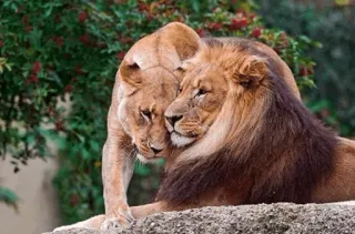 😍 львы, животные, дикая природа, любовь, нежность, пара telegram sticker