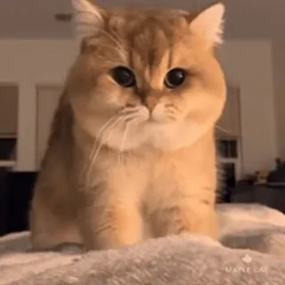 ❤️ 고양이, 귀여운, 동물, 애완 동물, 금색 telegram sticker