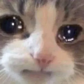 🤔 gato, triste, llorando, meme, animal, mascota, molesto whatsapp sticker