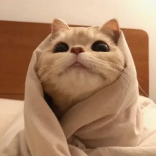 🛀 猫, 子猫, 動物, かわいい, 毛布 telegram sticker