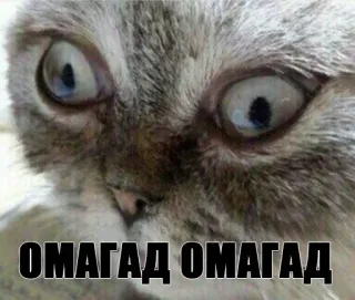 😱 ОМАГАД ОМАГАД кот, мем, смешно, в шоке, глаза, удивлен, питомец telegram sticker