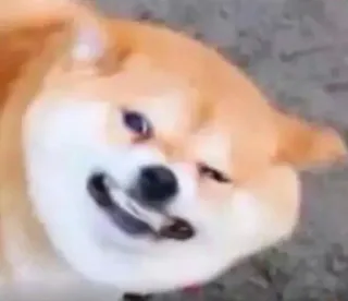 😬 doge, perro, meme, shiba inu, meme de internet, animal, divertido telegram sticker