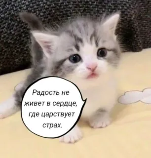 💗 Радость не живет в сердце, где царствует страх. telegram sticker