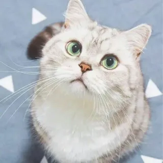 😺 chat, animal de compagnie, animal, mignon, yeux, chat domestique, moustaches telegram sticker