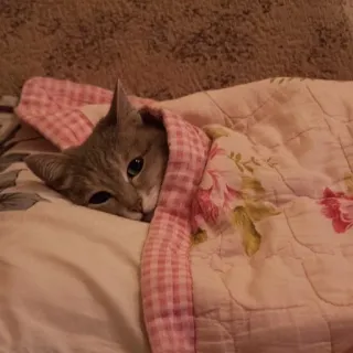 😂 gatto, carino, animale, letto, coperta telegram sticker